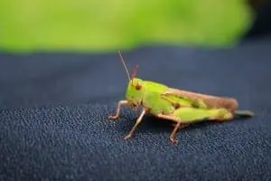 grasshopper