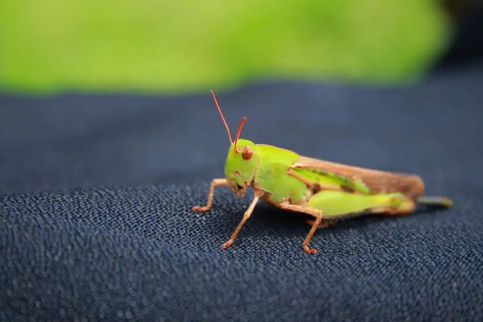 grasshopper